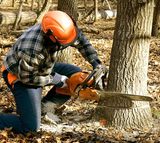 Tree Removal in New Memphis, IL